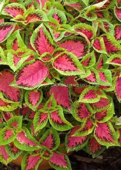 Watermelon Coleus Pattern step 3 - details and accessories