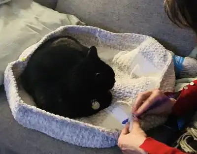 Easy Doughnut-Shaped Pet Bed Pattern step 3 - details and accessories